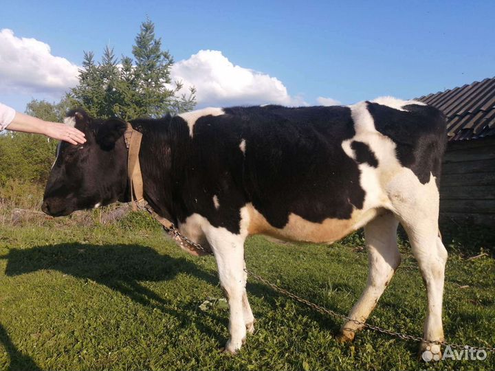 Корова голштинской породы