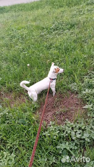 Вязка кобель джек рассел