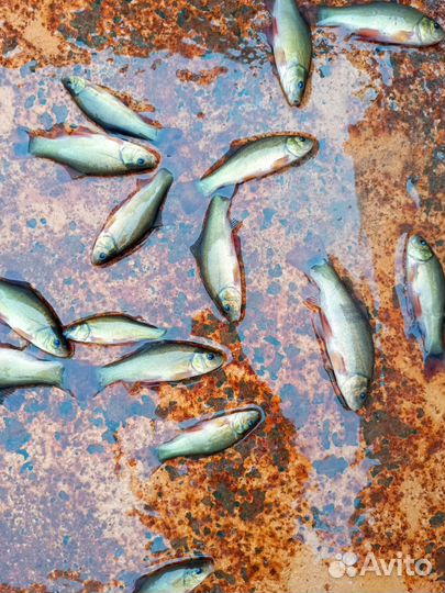 Мальки линя