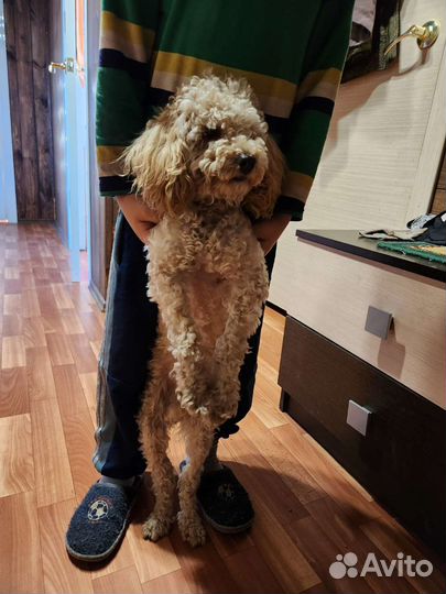 Вязка Карликовый пудель. Кобель