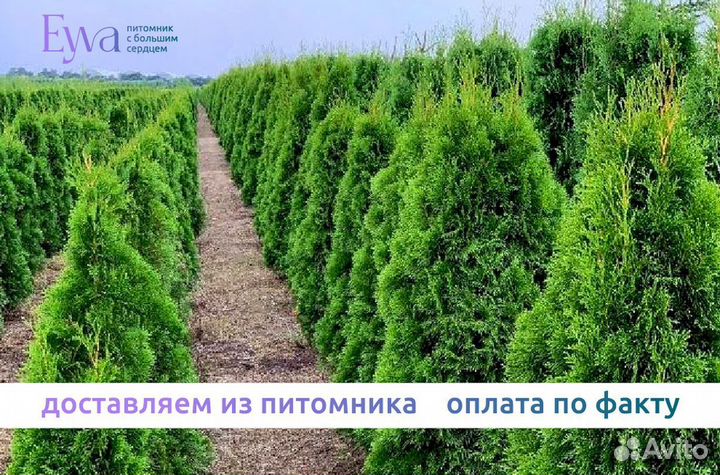 Туи оптом