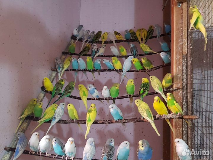 Попугаи и амадины