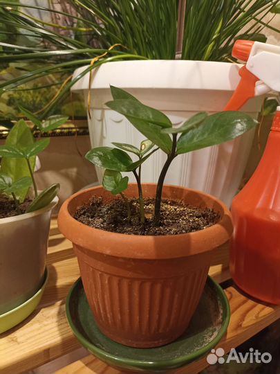 Замиокулькас