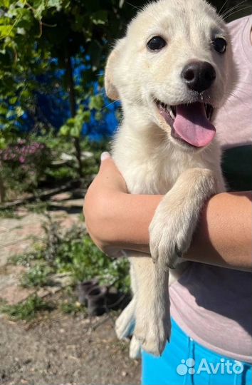 Собака в добрые руки