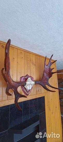 Рога лося на медальоне