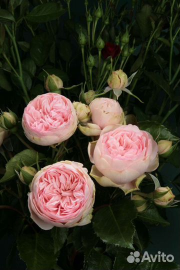 Кустовые розы для Сибири