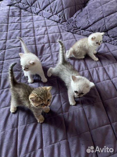 Британская