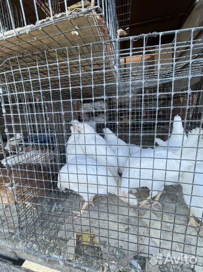 Куры молодки несушки