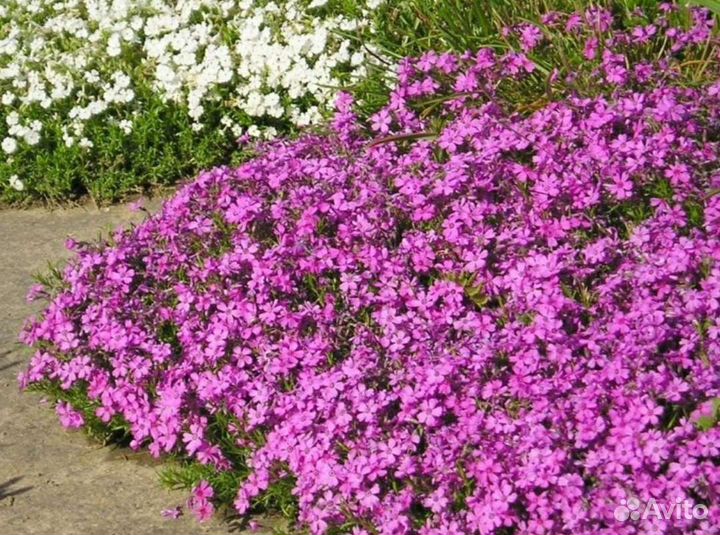 Флокс шиловидный Макдэниэлс Кьюшн (зкс)