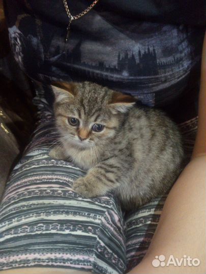 Котята бесплатно