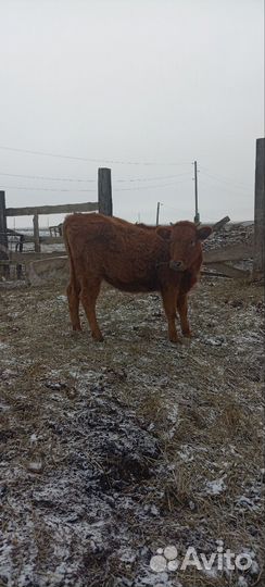 Коровы тёлки