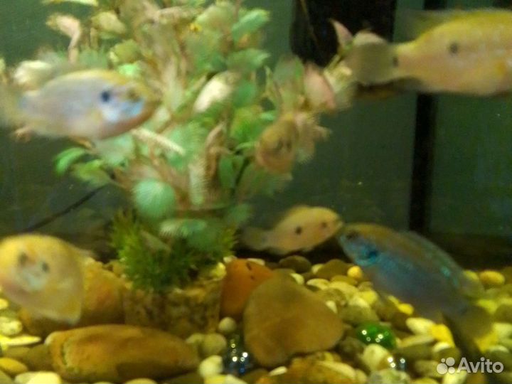 Хромес красавицы