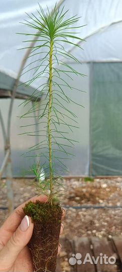 Сеянцы сосны обыкновенной зкс