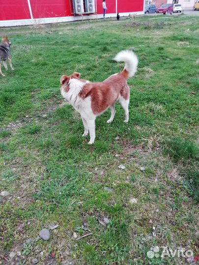 Собака в добрые руки