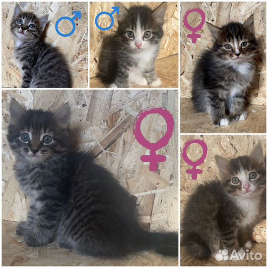 Отдам котят