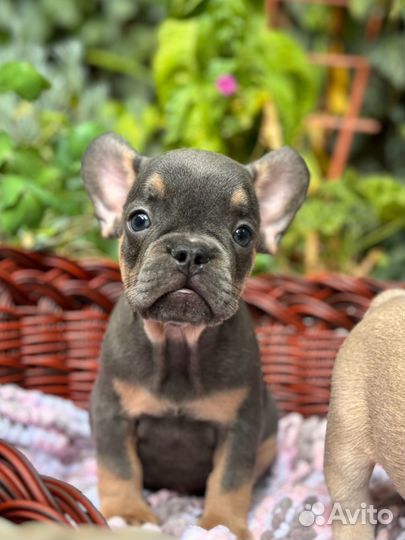 Французский бульдог