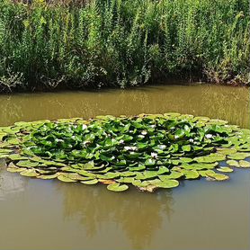 Водяная лилия