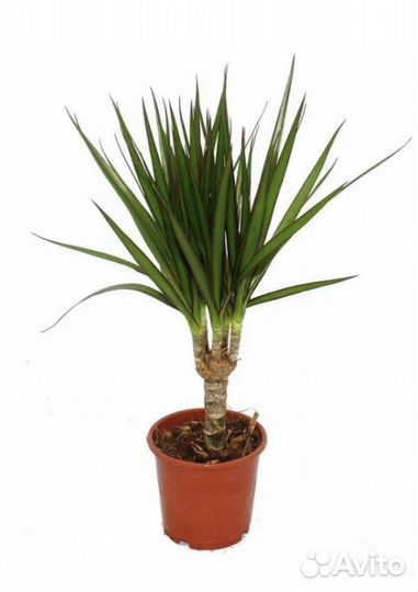 Пальма драцена