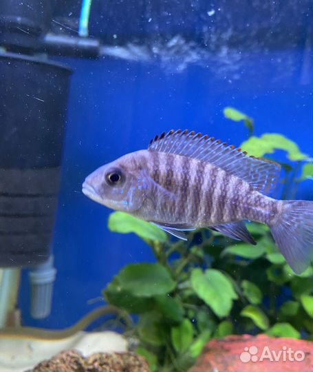 Аулонокара red flash