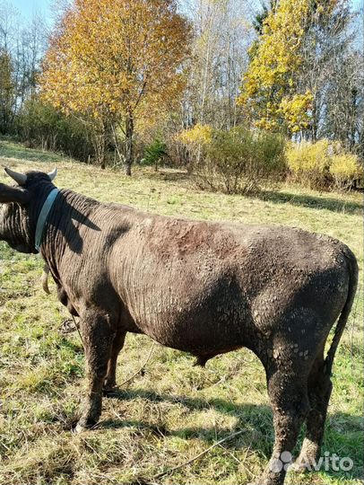 Корова на мясо