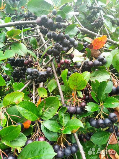 Черноплодная рябина