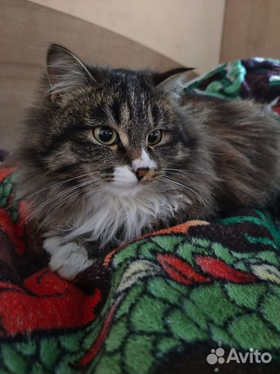 Отдадим кота в добрые руки