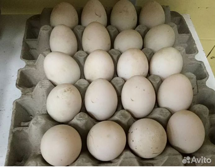 Утиные яйца