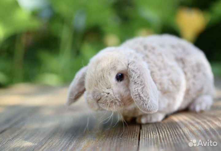 Карликовые кролики от Оли