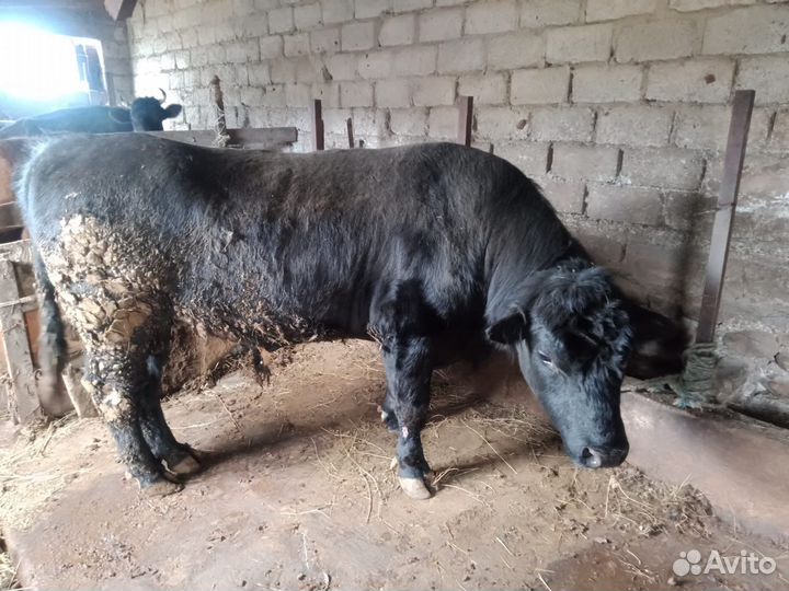 Бык на племя