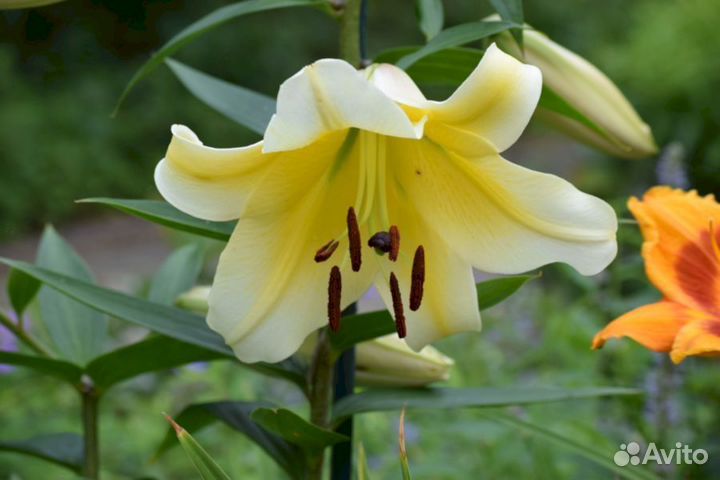 Лилия саженцы Катина