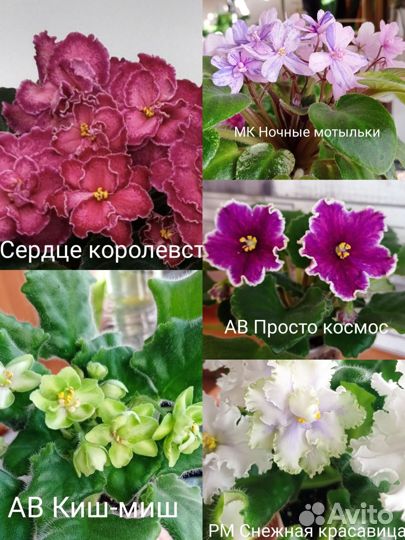 Фиалки сортовые, укоренённые листы, от 25 р