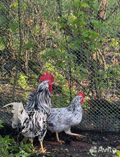 Инкубационное яйцо