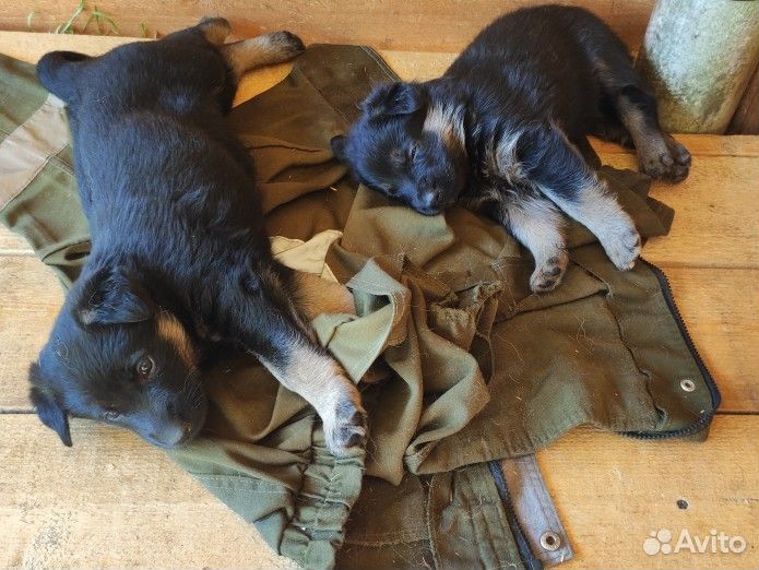 Щенки немецкой овчарки