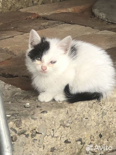 Милые озорные котята в добрые руки