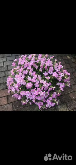 Цветы - Петуния Ампельная