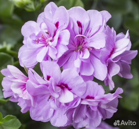 Пеларгония