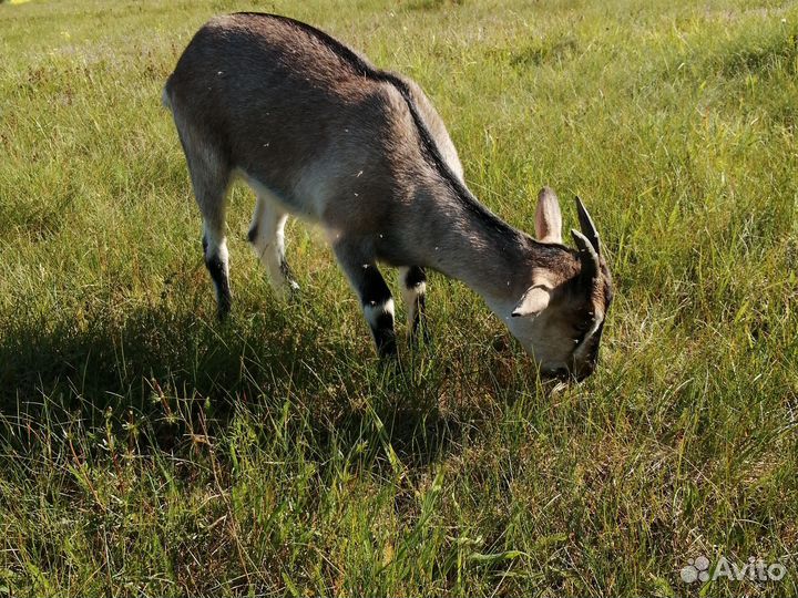 Козы, козлята