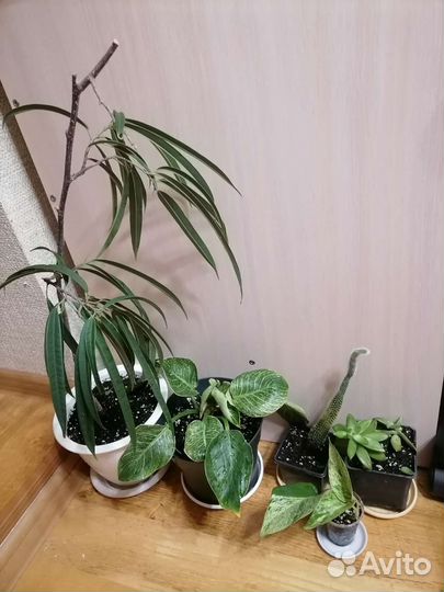 Комплект комнатных цветов