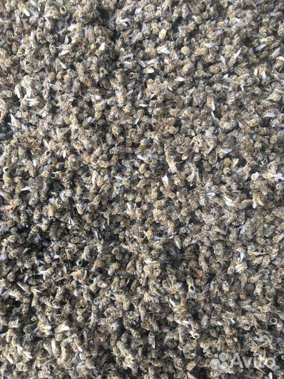 Пчелы сушеные