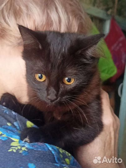 Котенок в добрые руки