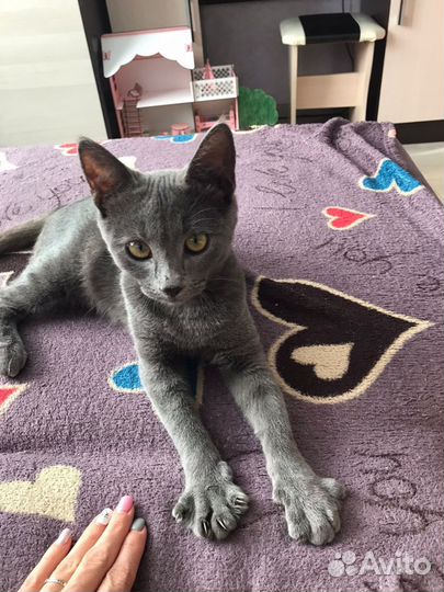 Котёнок кот Тоша
