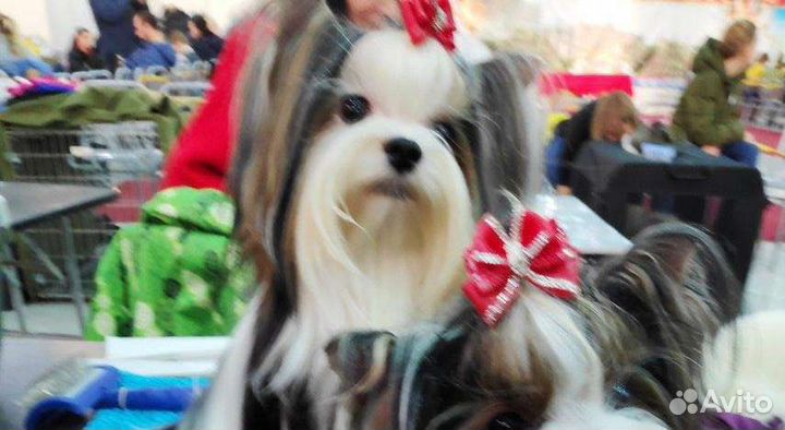 Бивер Вязка