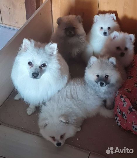 Щенки шпица