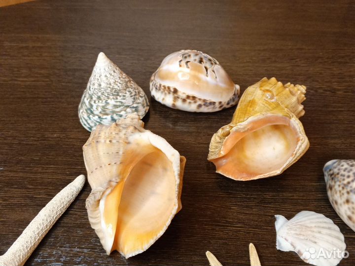 Морские ракушки и звезды