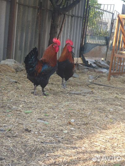 Молодые петушки