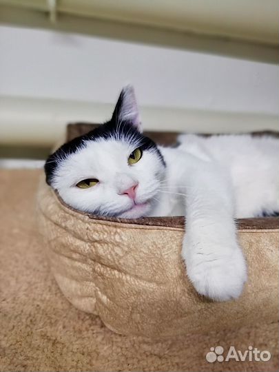 Котик Барсик