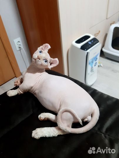 Канадский сфинкс