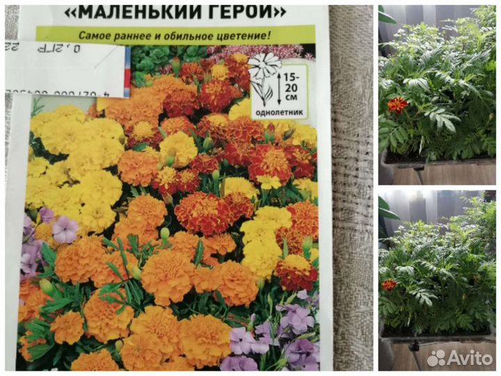 Рассада бархатцы