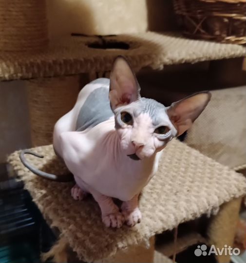 Котята канадского сфинкса