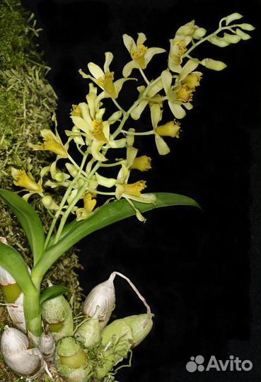 Орхидея. Дендробиум. Dendrobium delacourii
